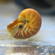 Illustration for article titled Your moment of cute: baby nautilus edition